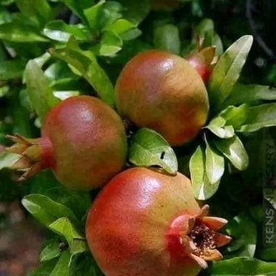 La grenade, fruit du symbole, par excellence, de la résurrection et de la Vie éternelle