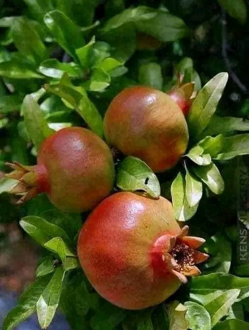 La grenade, fruit du symbole, par excellence, de la résurrection et de la Vie éternelle